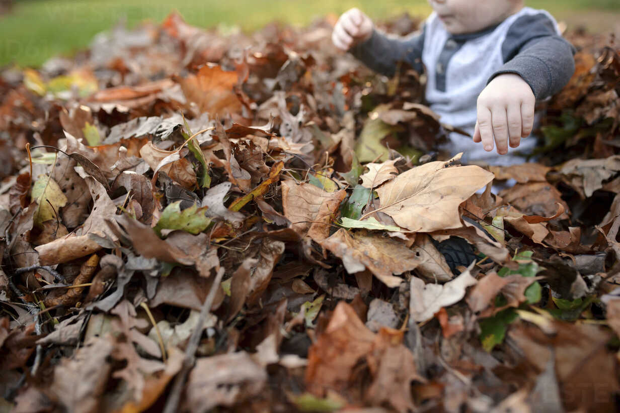 High angle view of baby boy sitting on dry leaves | Batelle